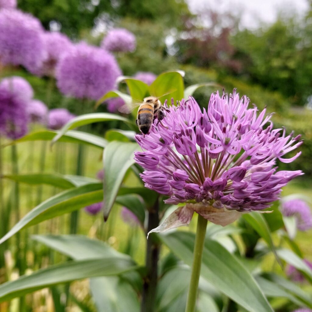 Bi der sidder i blomst. Planter, dyr og biodiversitet ...