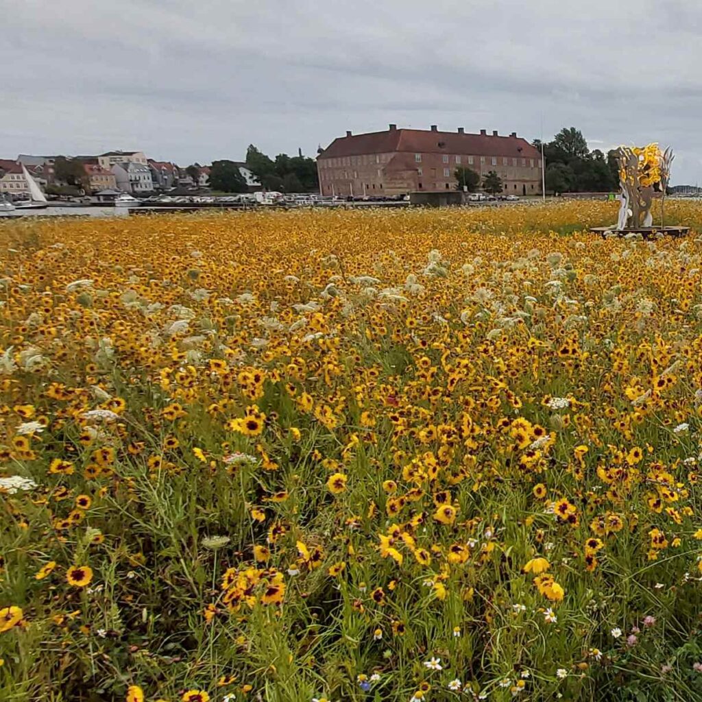 Markområde ved Sønderborg med plads til naturen og en rig biodiversitet ...